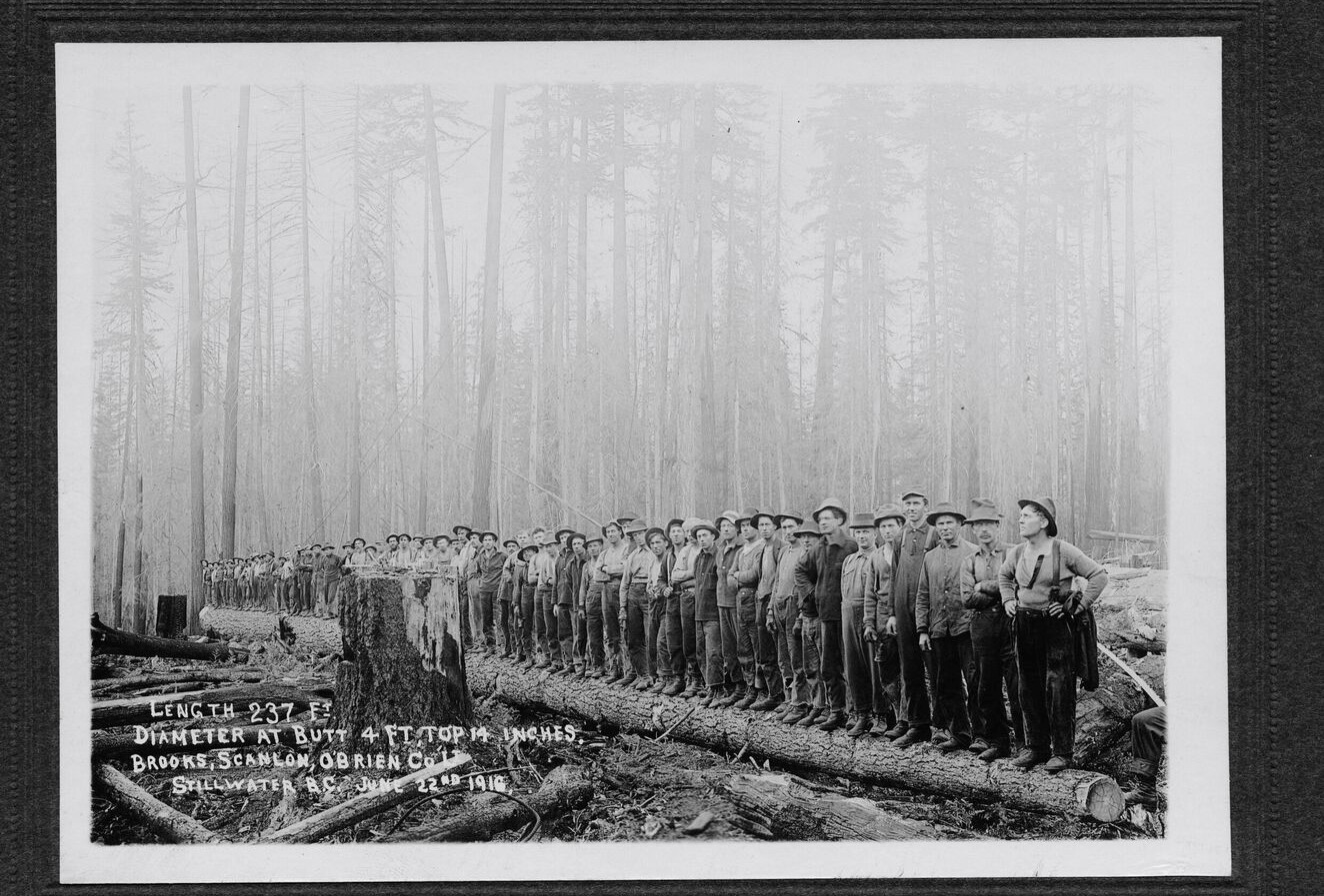 Black and white photograph showing numerous men standing on top of a log they have felled.